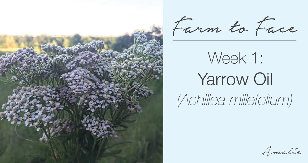how to make yarrow oil | farm to face