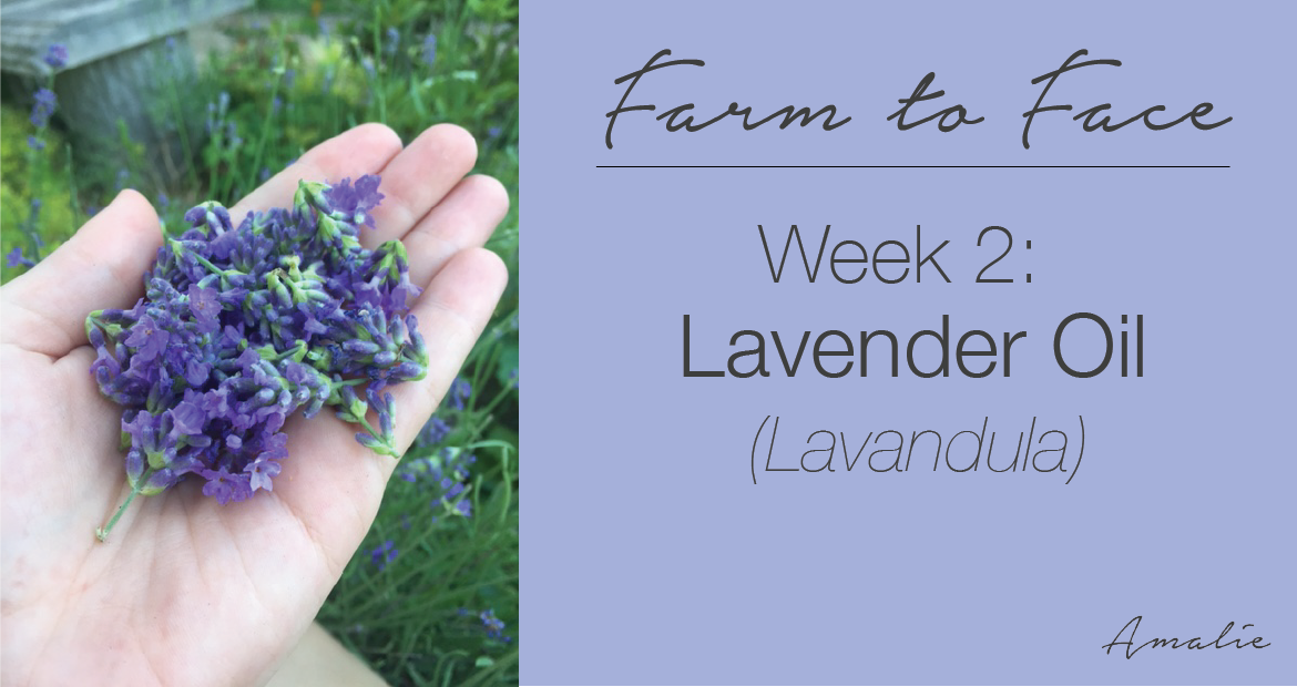 how to make lavender oil | farm to face