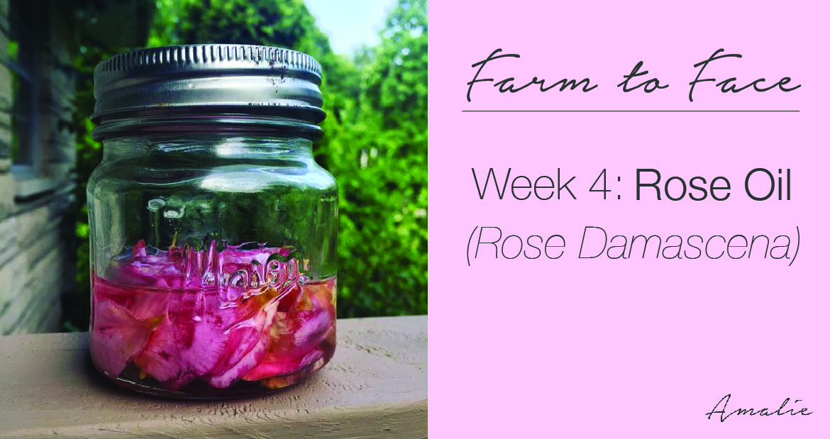 How to make rose oil (rose damascena) | farm to face