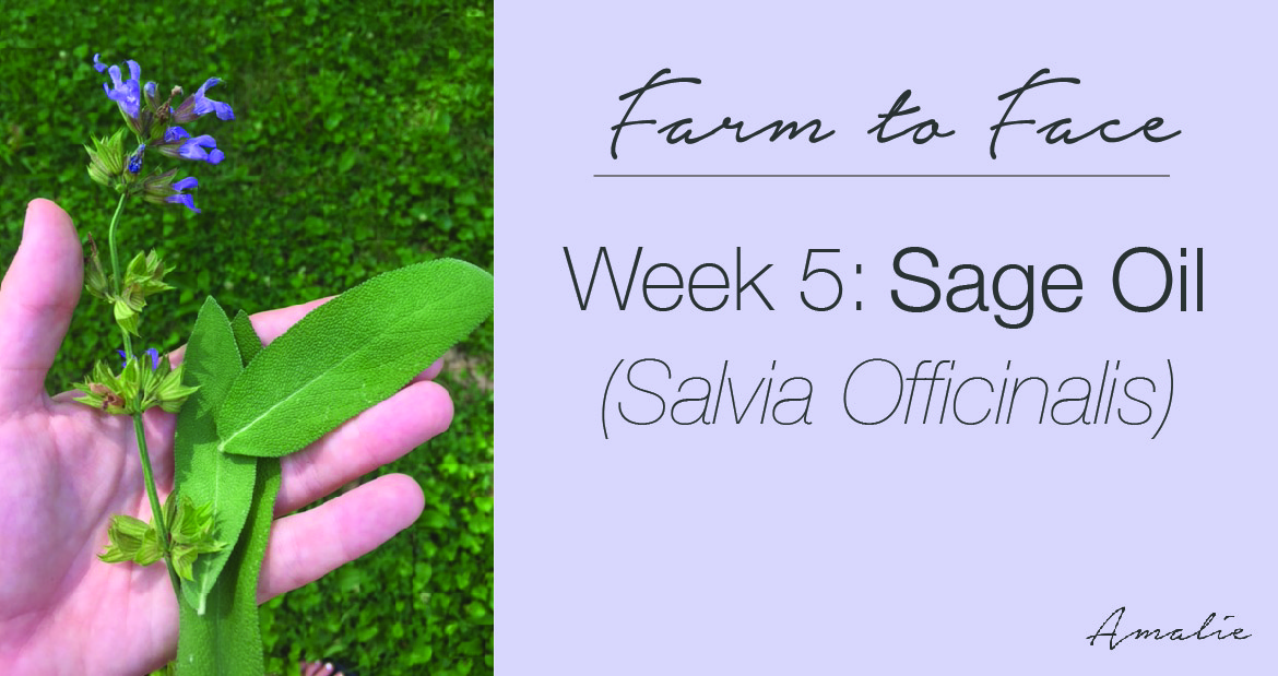 how to make sage (salvia officinalis) oil | farm to face