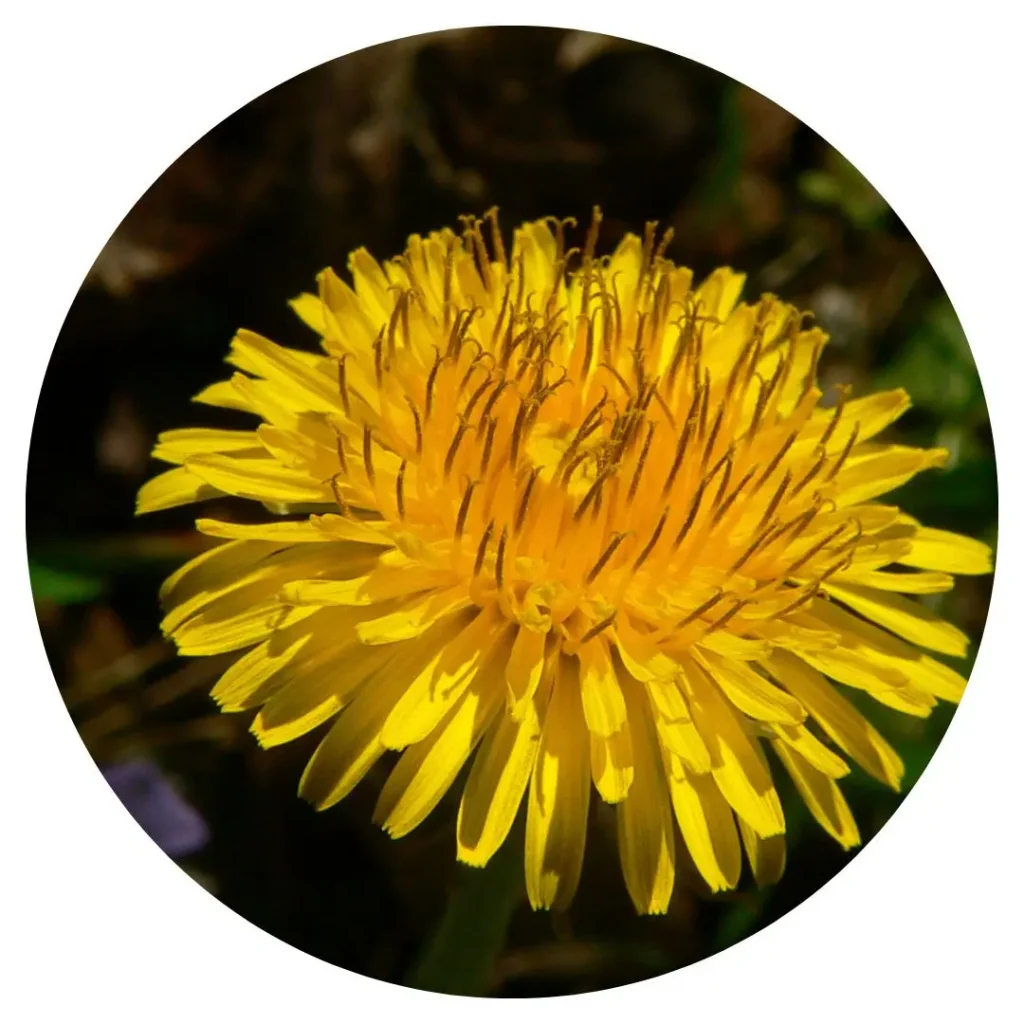 Neotonics ingredients-Inulin and Dandelion